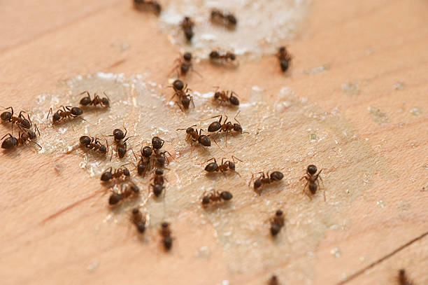  Dunlap, IA Pest Control Pros