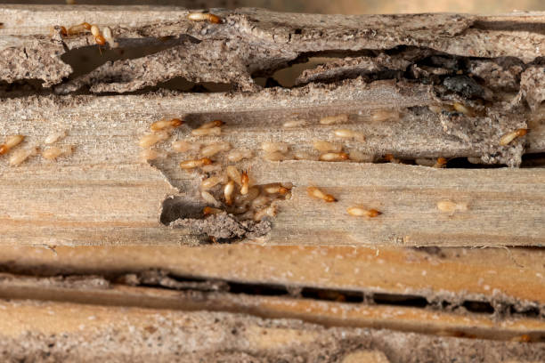 Reliable Dunlap, IA Pest Control Solutions