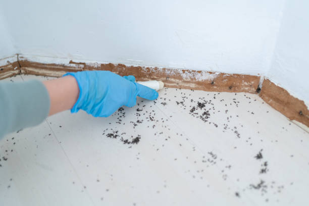 Best Rat Extermination Near Me  in Dunlap, IA